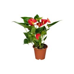 Anthurium flaming&oacute;vir&aacute;g t&ouml;bb sz&iacute;nben 12 cm-es cser&eacute;pben