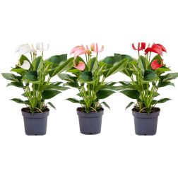 Anthurium Flamingóvirág szobanövény 12 cm-es cserépben