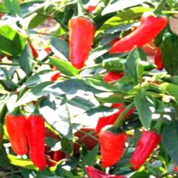 Oázis Apache paprika palánta 10,5 cm-es cserépben