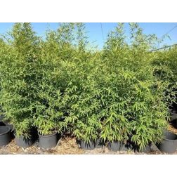 Arany bambusz Bambusa Aurea CLT10