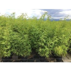BAMBUSA (PHYLLOSTACHYS) AUREA CLT. 5 Aranysávos kínai nád