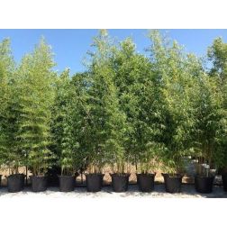 Arany bambusz Bambusa Aurea CLT70 400/450 cm