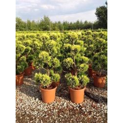 CUPRESSOCYPARIS LEYLANDII GOLD RIDER LV 9 POMPONS Leylandi ciprus
