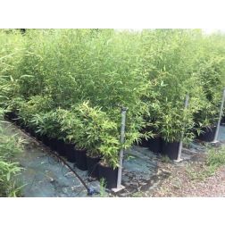 BAMBUSA (PHYLLOST.) AUREOSULC.AUREOCAULIS CLT. 10 Aranysávos fonálfű