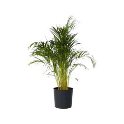 Areca/Chrysalidocarpus lutescens - aranypálma szobanövény 12 cm-es cserépben