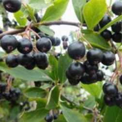 O&aacute;zis fekete t&ouml;rpeberkenye - Aronia prunifolia "Hugin" - kont&eacute;neres, korai,nagy term&eacute;sű c2 40/50