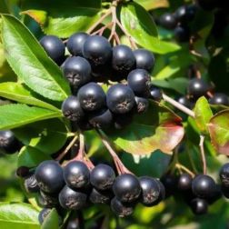 O&aacute;zis fekete t&ouml;rpeberkenye - Aronia prunifolia "Nero" - kont&eacute;neres, k&eacute;sei, nagy term&eacute;sű c2 40/50