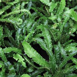 Asplenium scolopendrium angustifolium Gímpáfrány, 15 cm-es cserépben