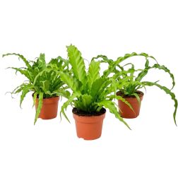 Asplenium Fészekpáfrány szobanövény 12 cm-es cserépben