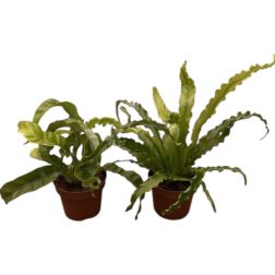 Asplenium - p&aacute;fr&aacute;ny szoban&ouml;v&eacute;ny 12 cm-es cser&eacute;pben, 20/25 cm