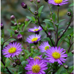 Aster ageratoides "Ezo Murazaki" &eacute;velő &aacute;zsiai őszir&oacute;zsa 14 cm cser&eacute;pben