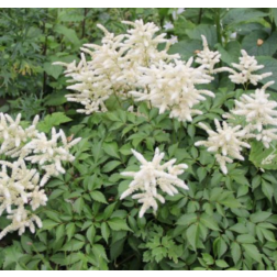 Astilbe japonica "Deutschland" &eacute;velő jap&aacute;n tollbuga 14 cm cser&eacute;pben