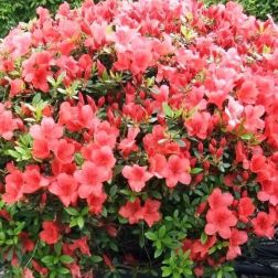AZALEA JAPONICA ALADDIN SCOUT  CLT. 7  Japán azálea