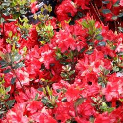AZALEA JAPONICA STEWARTSONIANA  CLT. 7  Japán azálea