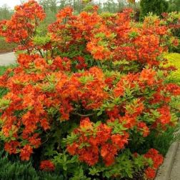 AZALEA MOLLIS GIBRALTAR  CLT. 20  Azálea