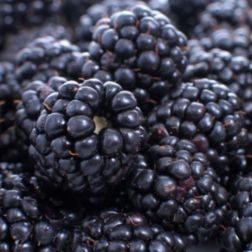 Oázis szeder - Rubus fruticosus "Navaho" - konténeres, bőtermő, aromás c2 40/50