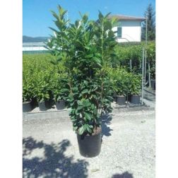 PRUNUS LAUROCERASUS NOVITA (R)  CLT. 18 HALF STANDARD  Babérmeggy