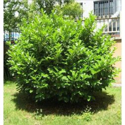 Prunus Laurocerasus Novita bab&eacute;rmeggy CLT10-es cser&eacute;pben 80/100 cm