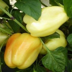 Oázis Bagoly paprika palánta 10,5 cm-es cserépben