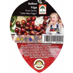 Oázis Balkon Füge – Ficus Carica “Little Miss Figgy”