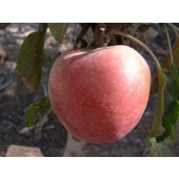 Malus ballerina "Polka" CLT6