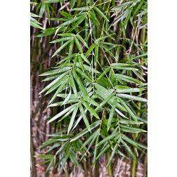 BAMBUSA GLAUCESCENS  CLT. 18  Bambusz