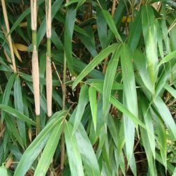 BAMBUSA METAKE (ARUNDINARIA JAP.) CLT. 10 Japán bambusz