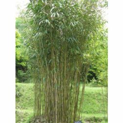 BAMBUSA NANA LONGIFOLIA (SASA VEITCHII) CLT. 3 Shibuyai törpe bambusz
