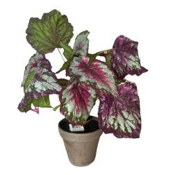 Begonia rex műnövény