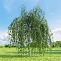 Betula alba "Youngii" CLT25 8/10