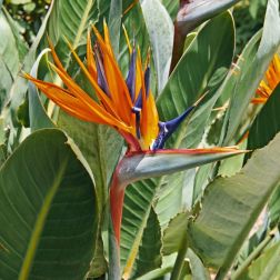 Strelitzia Reginae papag&aacute;jvir&aacute;g 3,5 literes cser&eacute;pben