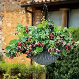 Oázis csüngő hajtású szeder - Rubus fruticosus "Black Cascade" - konténeres, csüngő hajtások c2 40/50