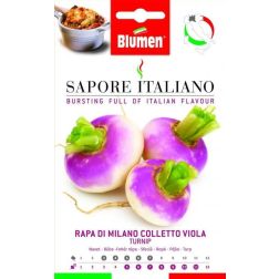 Blumen Fehér retek lila gallérral vetőmag – Brassica rapa L. var. Rapa – LOMBARDIA régió
