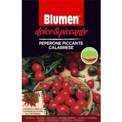Blumen Peperone Piccante Tondo Calabrese, csípős kalabriai erős pepperóni chili paprika vetőmag