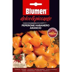 Blumen Peperone Habanero Arancio, extr&eacute;m cs&iacute;pős narancs habanero chili paprika vetőmag