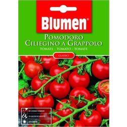 Blumen Paradicsom Cherry cluster (ciliegino a grappolo) vetőmag