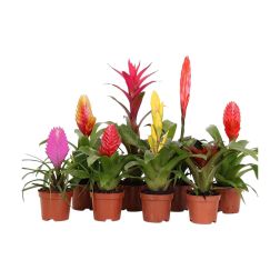 Guzmania Brom&eacute;lia szoban&ouml;v&eacute;ny fajt&aacute;k 12 cm-es cser&eacute;pben