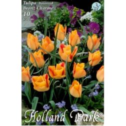 Tulipa batalinii bronze charm sárga-bronz botanikai tulipán virághagyma 10 darab