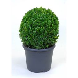 Buxus sem. CLT20 45/50 GÖMB