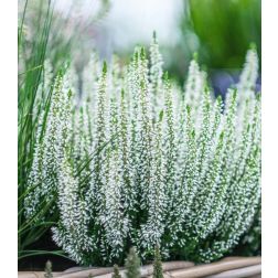 Csarab (Calluna Vulgaris) feh&eacute;r sz&iacute;nben, 10 cm-es cser&eacute;pben
