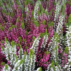 Csarab (Calluna Vulgaris) feh&eacute;r &eacute;s r&oacute;zsasz&iacute;n sz&iacute;nben, 12 cm-es cser&eacute;pben