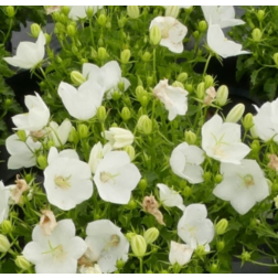 Campanula carpatica "Perla White" &eacute;velő k&aacute;rp&aacute;ti harangvir&aacute;g 9 cm cser&eacute;pben