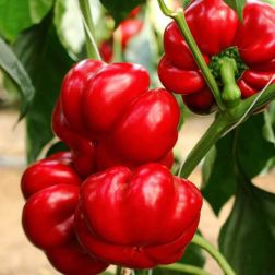 Oázis Gogosári paprika palánta 10,5 cm-es cserépben