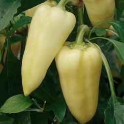 O&aacute;zis Patak paprika pal&aacute;nta 10,5 cm-es cser&eacute;pben