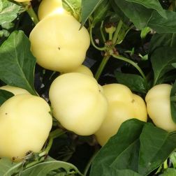 Oázis Szalva paprika palánta 10,5 cm-es cserépben