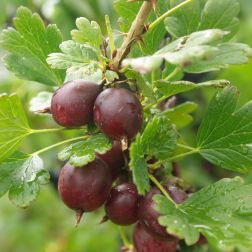 Oázis tüskétlen egres - Ribes uva crispa "Captivator" - konténeres, tüskétlen,piros termésű c2 30/40