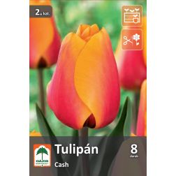 Oázis Tulipa Cash tulipán virághagyma 8 db