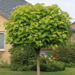 Catalpa bign."Nana" CLT25 10/12