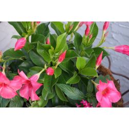Dipladenia t&ouml;lcs&eacute;rj&aacute;zmin 20 cm-es cser&eacute;pben r&aacute;csos