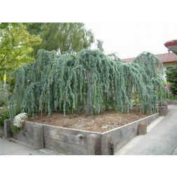 Cedrus atl."Glauca Pend." CLT70
